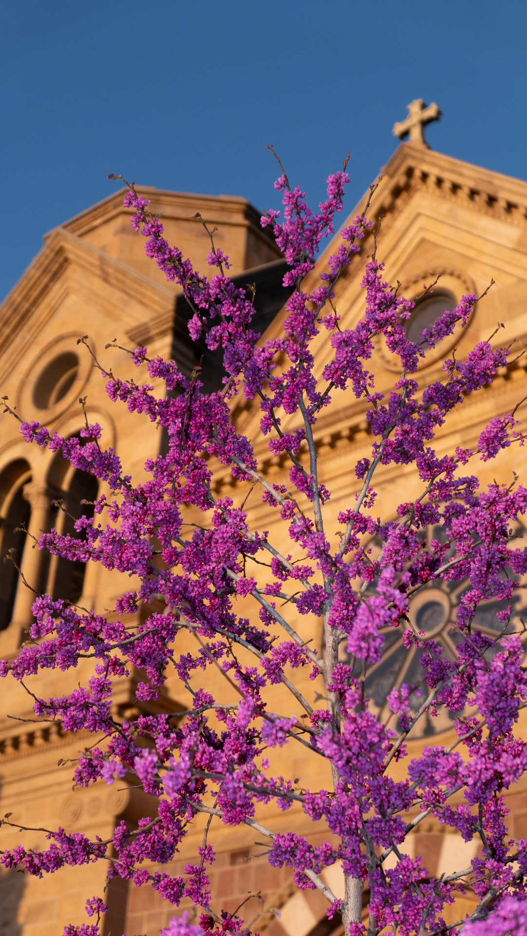 Iglesia histórica enmarcada por árboles de flores moradas