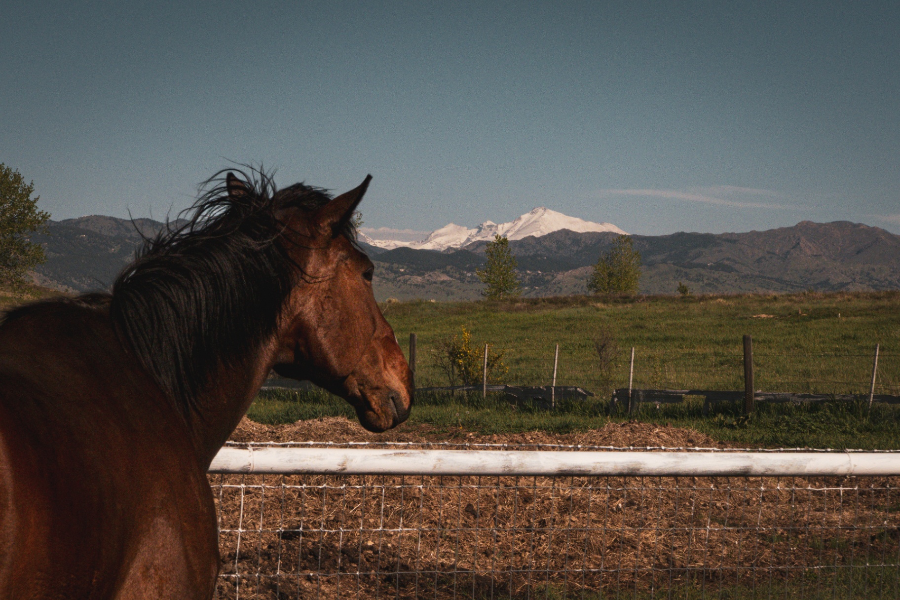Caballo pastando con montañas nevadas al fondo