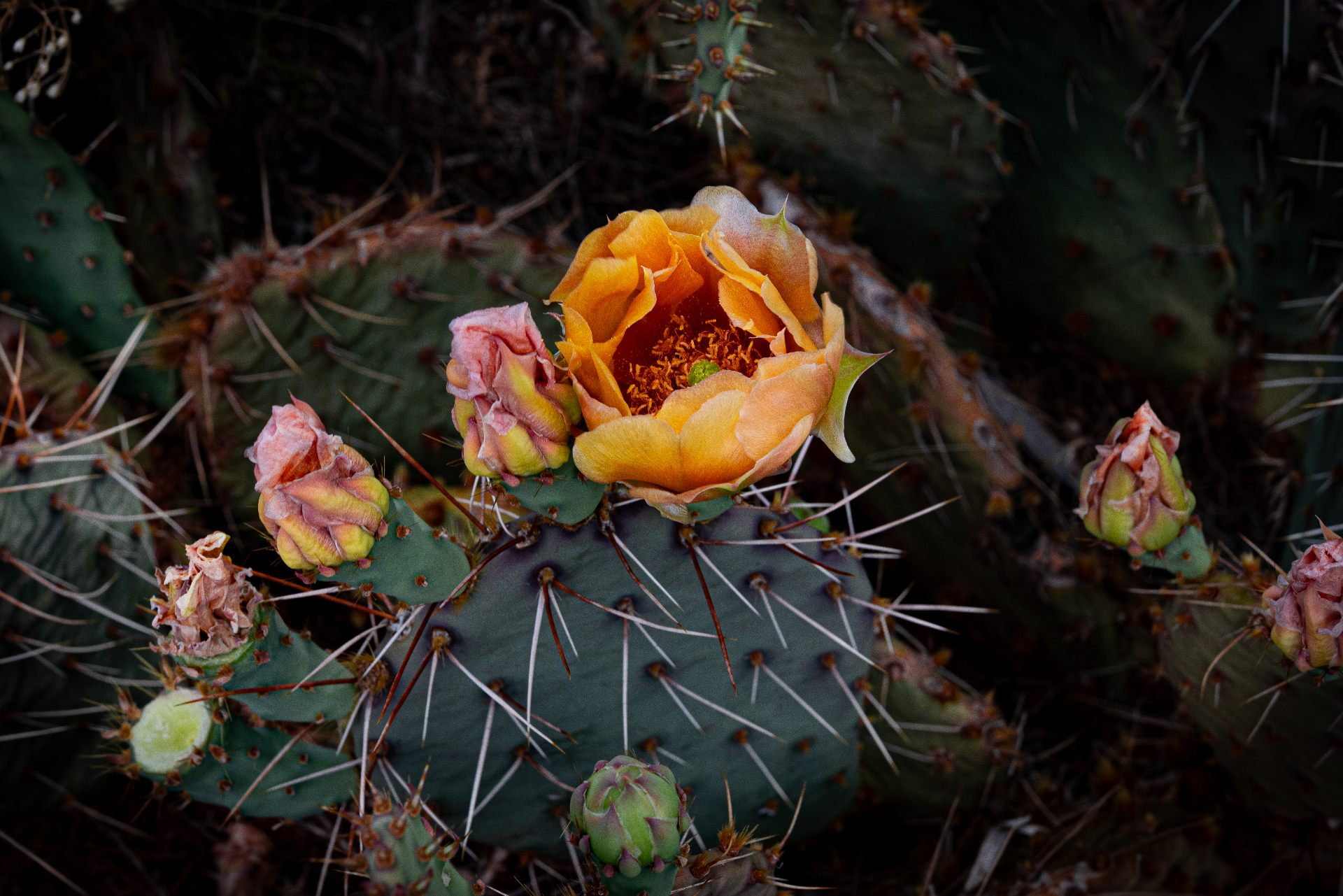 Flor de cactus del desierto en plena floración