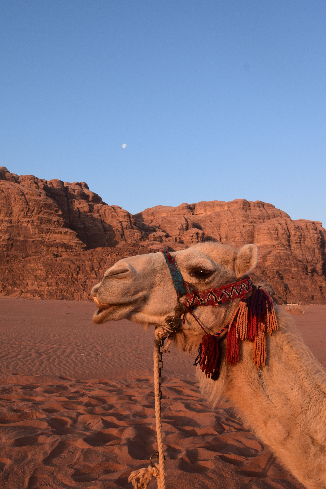 Camello descansando en el desierto de Wadi Rum, Jordania