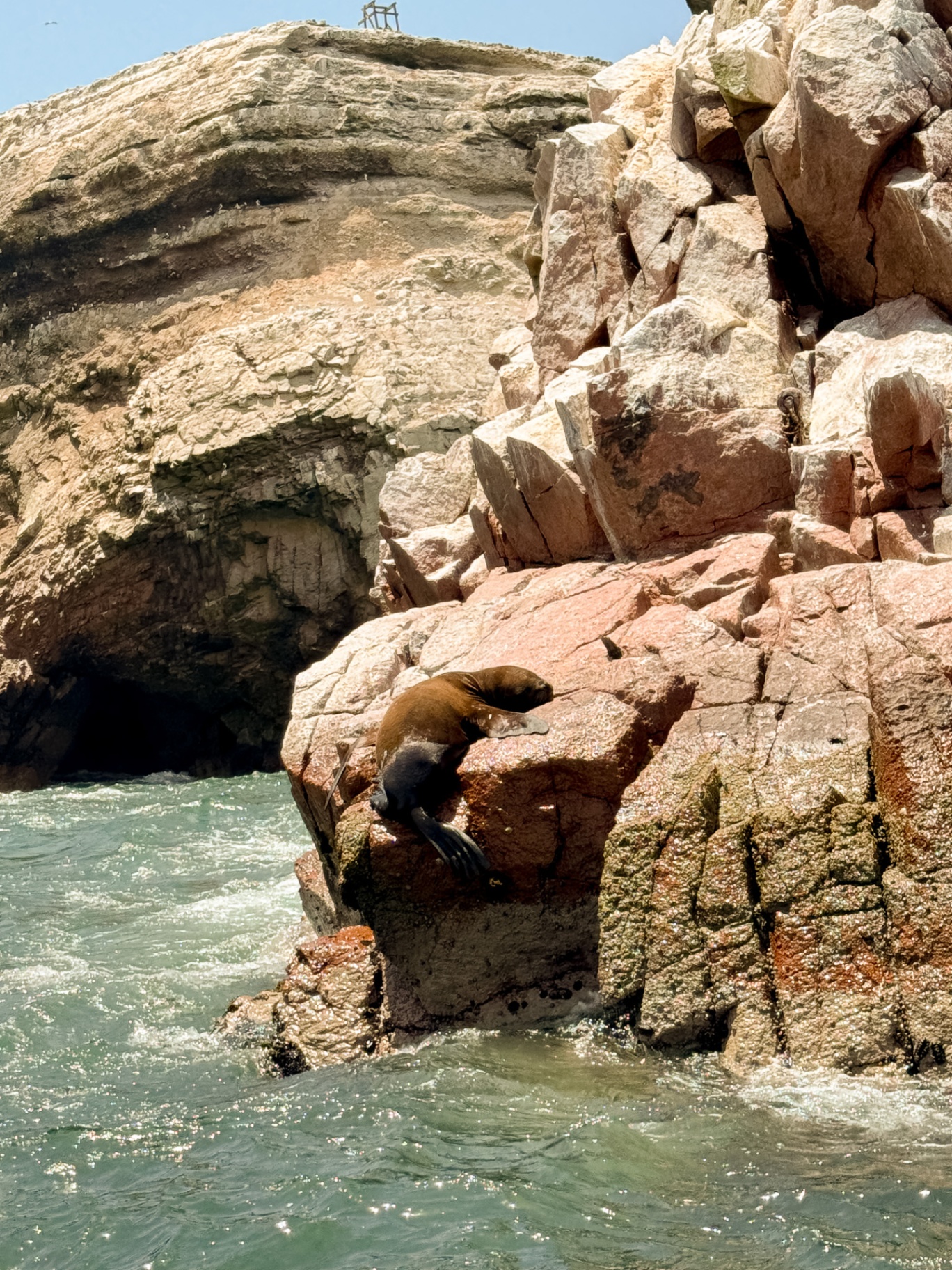 León marino descansando en rocas costeras