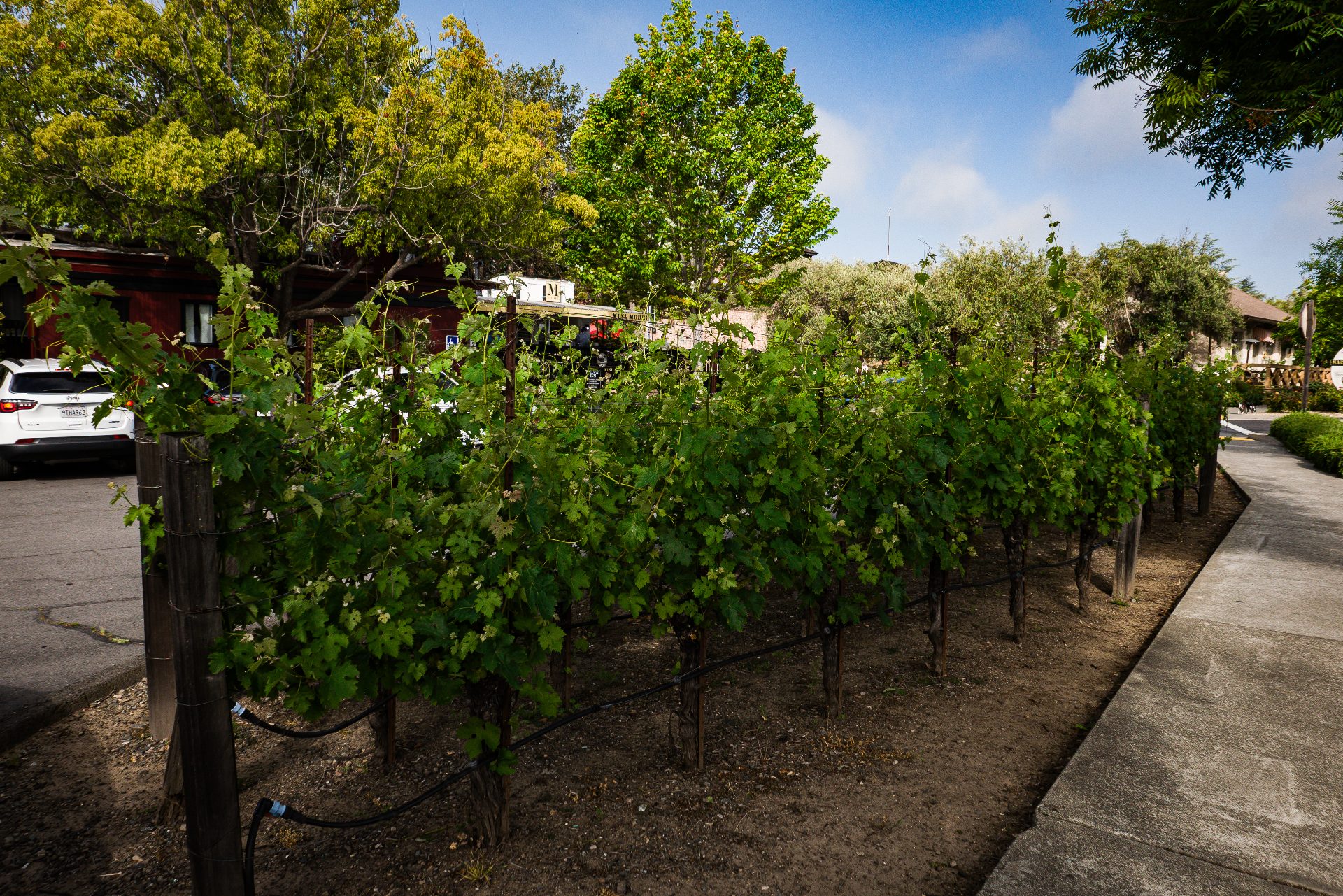 Viñedos de Sonoma, California