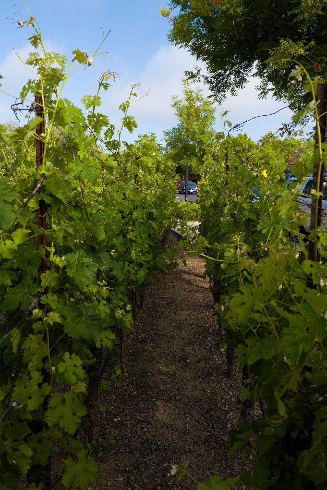 Viñedos de Sonoma, California