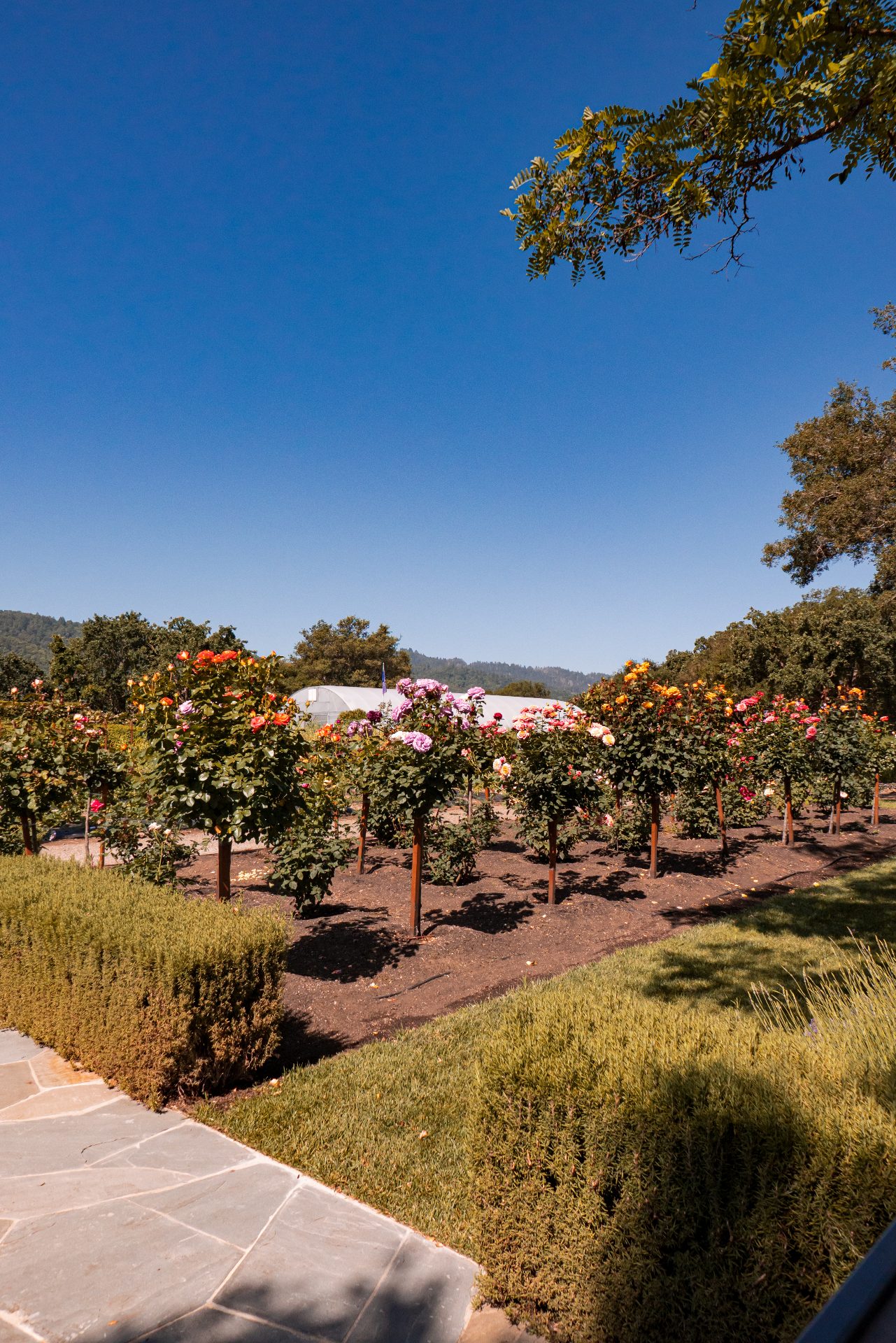 Calle de Yountville entre viñedos