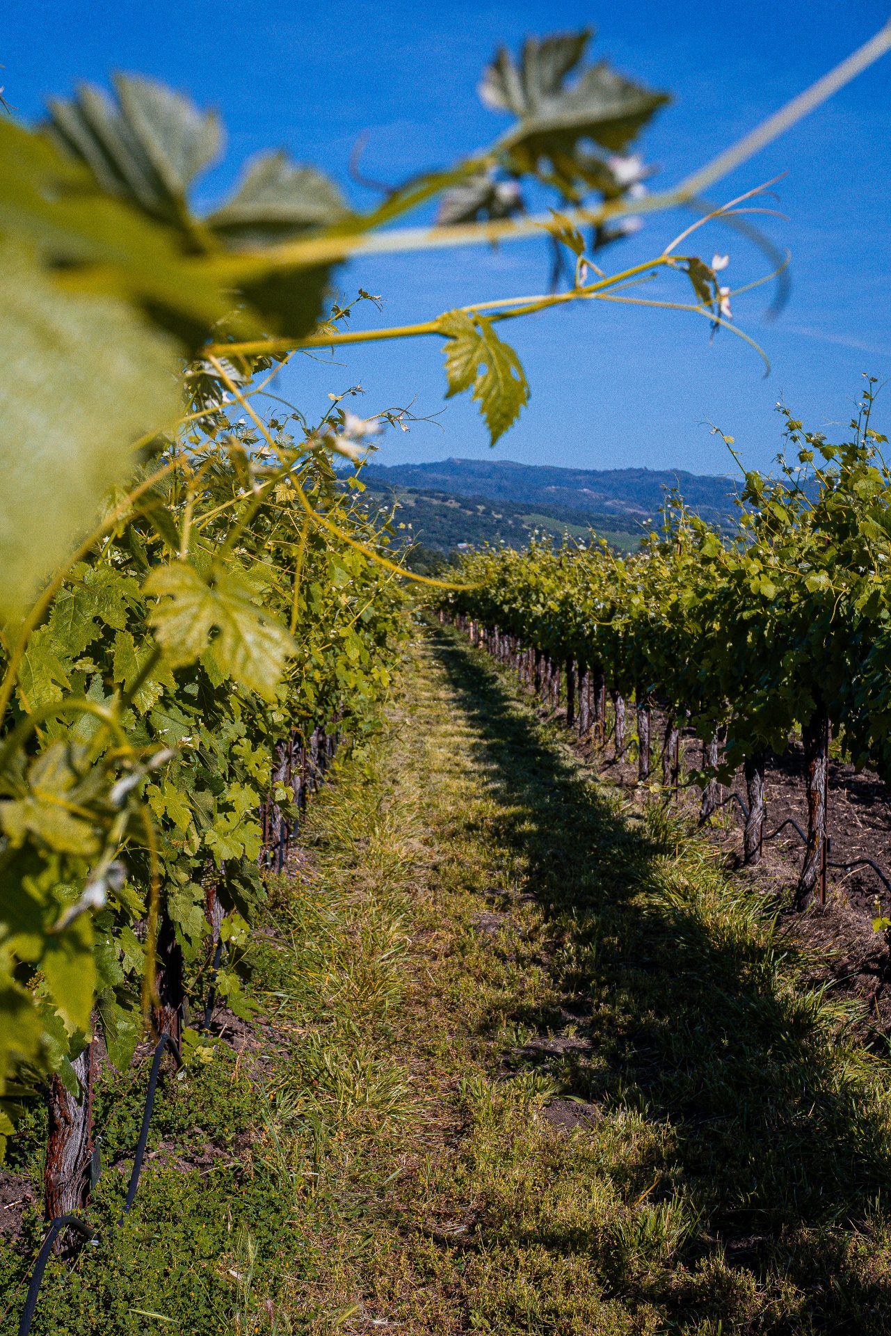 Sonoma, California