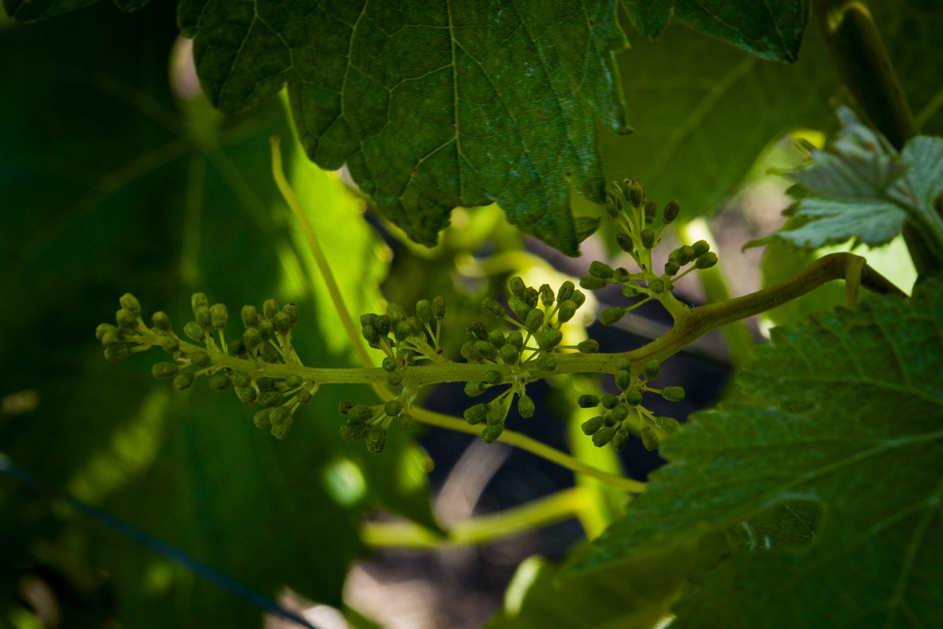 Sonoma, California