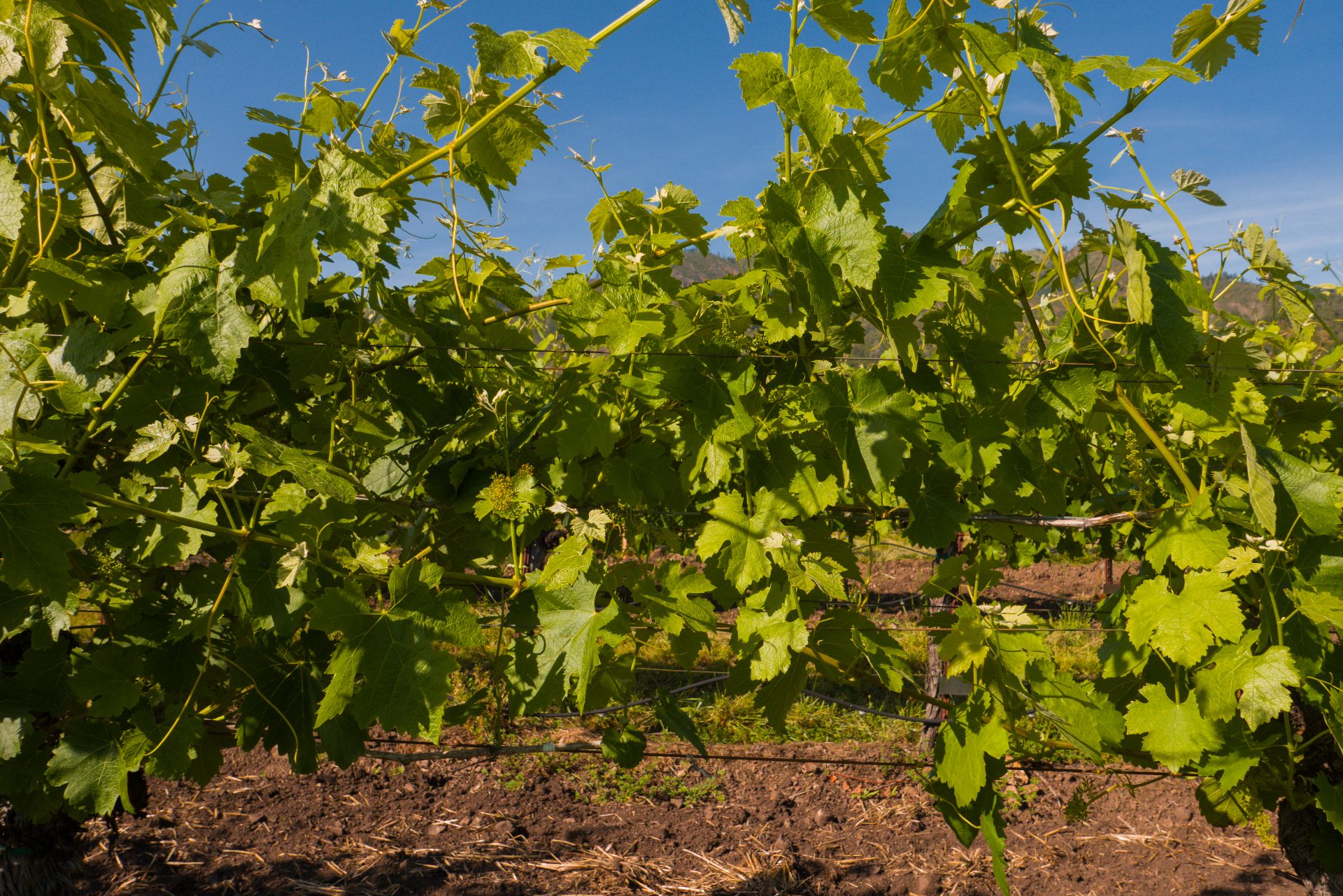 Sonoma, California